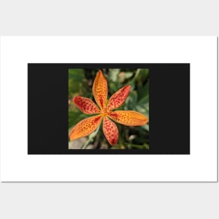 Spotted Orange Flower Photographic Image Posters and Art